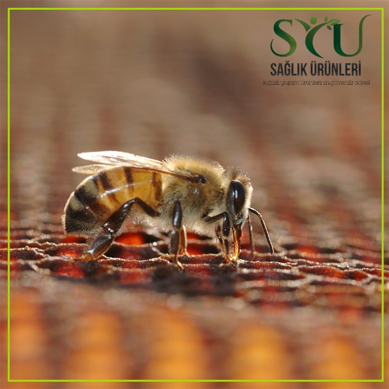 arı sütü, propolis